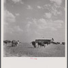 Cattle grazing in a field in Hale County. The barn in the background used to be a tenant cabin.