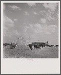 Cattle grazing in a field in Hale County. The barn in the background used to be a tenant cabin.