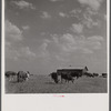 Cattle grazing in a field in Hale County. The barn in the background used to be a tenant cabin.