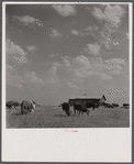 Cattle grazing in a field in Hale County. The barn in the background used to be a tenant cabin.