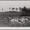 Impregnated pine posts to be used for fencing by FSA (Farm Security Administration). Greene County, Georgia.