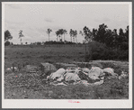 Impregnated pine posts to be used for fencing by FSA (Farm Security Administration). Greene County, Georgia.