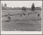 FSA (Farn Security Administration) prepared this pasture for a tenant purchase client who had a dairy herd. Near Greensboro, Greene County, Georgia.