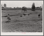 FSA (Farn Security Administration) prepared this pasture for a tenant purchase client who had a dairy herd. Near Greensboro, Greene County, Georgia.