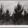 Slash pines on the Bryson farm near Siloam, Greene County, Georgia.