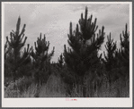 Slash pines on the Bryson farm near Siloam, Greene County, Georgia.