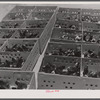 Some of the thousands of baby chicks brought by FSA (Farm Security Administration) as part of the Food for Defense Program. Greene County, Georgia.