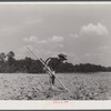 One of Brice McKiver's children chopping cotton in a field near Woodville, Greene County, Georgia.