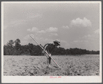 One of Brice McKiver's children chopping cotton in a field near Woodville, Greene County, Georgia.