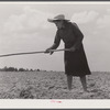 Mrs. Brice McKiver, chopping cotton on their rented farm. Near Woodville, Greene County, Georgia.