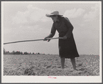 Mrs. Brice McKiver, chopping cotton on their rented farm. Near Woodville, Greene County, Georgia.