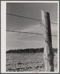A FSA (Farm Security Administration) fence post. Greene County, Georgia.