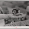One of the chicks delivered at the Greensboro depot in connection with the FSA (Farm Security Administration) Food for Defense program. Greene County, Georgia.