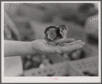 One of the chicks delivered at the Greensboro depot in connection with the FSA (Farm Security Administration) Food for Defense program. Greene County, Georgia.