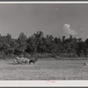 Gathering hay in a field near Greensboro, Greene County, Ga.