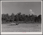 Gathering hay in a field near Greensboro, Greene County, Ga.