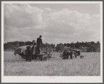 Harvesting wheat with a combine in northern Greene County, Georgia.