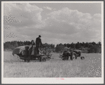 Harvesting wheat with a combine in northern Greene County, Georgia.
