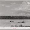 Harvesting wheat with a combine in northern Greene County, Georgia.