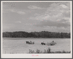 Harvesting wheat with a combine in northern Greene County, Georgia.