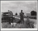 Landowner digging out his mailbox, which he will take with him when he moves out of the area taken over by the Army in Caroline County, Virginia.