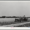 The government bought this wheat from a farmer who had to move out of the Army camp area. It was then sold to a contractor. Contractor's combine harvesting wheat. Caroline County, Virginia.