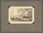 Lumbering on Staten Island, 1924