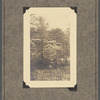 Dog Wood Blossoms, Staten Island, 1924