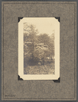 Dog Wood Blossoms, Staten Island, 1924