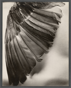 Photo-illustrations from the Physical Science Study Committee of the Massachusetts Institute of Technology and other scientific studies