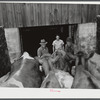 Mr. Warren Loadwick and truckmen moving some of Mr. Loadwick's cows from his farm which is in the Army camp area. With the help of the New York Defense Relocation Corps, he is moving to farm near Copenhagen, New York.