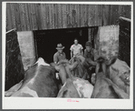 Mr. Warren Loadwick and truckmen moving some of Mr. Loadwick's cows from his farm which is in the Army camp area. With the help of the New York Defense Relocation Corps, he is moving to farm near Copenhagen, New York.