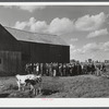 Auctioning off a dairy herd on the Ingalls farm in the Pine Camp expansion area. Near Antwerp, New York.