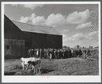 Auctioning off a dairy herd on the Ingalls farm in the Pine Camp expansion area. Near Antwerp, New York.
