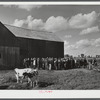 Auctioning off a dairy herd on the Ingalls farm in the Pine Camp expansion area. Near Antwerp, New York.