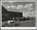 Auctioning off a dairy herd on the Ingalls farm in the Pine Camp expansion area. Near Antwerp, New York.