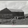 The Pine Camp military area near Watertown, New York, which was expanded under FSA (Farm Security Administration) supervision. Auctioning off a dairy herd on the Ingalls farm near Antwerp, New York.