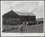 The Pine Camp military area near Watertown, New York, which was expanded under FSA (Farm Security Administration) supervision. Auctioning off a dairy herd on the Ingalls farm near Antwerp, New York.