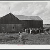 The Pine Camp military area near Watertown, New York, which was expanded under FSA (Farm Security Administration) supervision. Auctioning off a dairy herd on the Ingalls farm near Antwerp, New York.