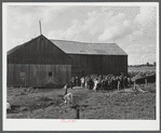 The Pine Camp military area near Watertown, New York, which was expanded under FSA (Farm Security Administration) supervision. Auctioning off a dairy herd on the Ingalls farm near Antwerp, New York.