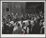 Auctioning off a dairy herd on the Ingalls farm in the Pine Camp expansion area. Near Antwerp, New York.