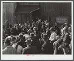 Auctioning off a dairy herd on the Ingalls farm in the Pine Camp expansion area. Near Antwerp, New York.