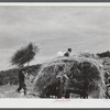 Loading hay on a dairy farm near Brandon, Vermont.