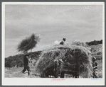Loading hay on a dairy farm near Brandon, Vermont.
