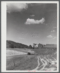 Gathering hay on dairy farm near Brandon, Vermont.