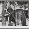 An entrant in the sulky races at the Rutland Fair, Vermont.