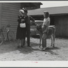 Waiting for the cattle judging at the Rutland Fair, Vermont.