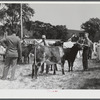 Cattle judging at the Rutland Fair, Vermont.