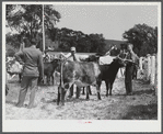 Cattle judging at the Rutland Fair, Vermont.