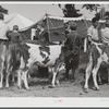 Cattle judging at the Rutland Fair, Vermont.